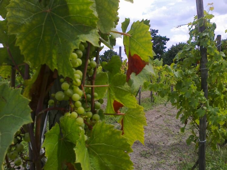 fot. Marta Czechowska