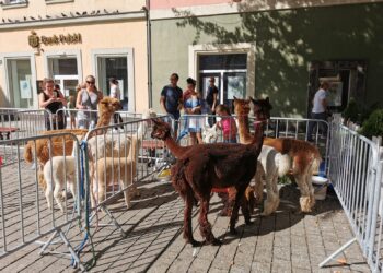 fot. Bartosz Schaefer