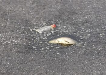 fot. Bartosz Schaefer