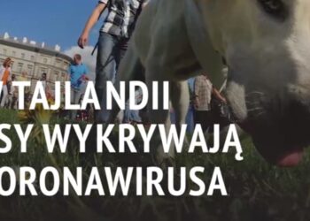 psy wykrywają koronawirusa