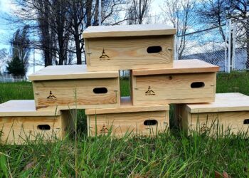 fot. ZGK w Zielonej Górze