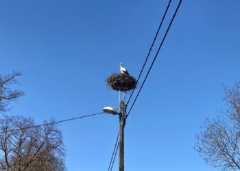 Fot.: A Adaszyńska, bocian w Kiełpinie, marzec 2021