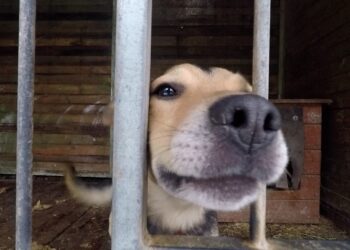 Bądź wierny jak Hachiko