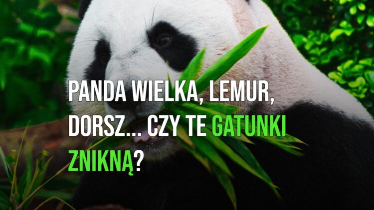 Panda wielka, lemur, dorsz... Czy te gatunki znikną? [WIDEO]