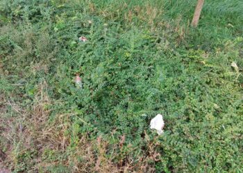 Fot. Zofia Popielecka