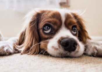 Zdjęcie ilustracyjne. Fot. Pixabay