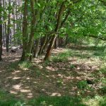 fot: Przemysław Kozubaj