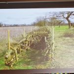 Chrustopłoty fot. M.Wróbel-Szała