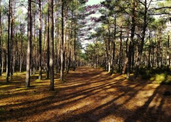 Zdjęcie ilustracyjne. Fot. Envato