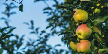 Jakie zalety ma sadzenie jabłoni 'Idared'?