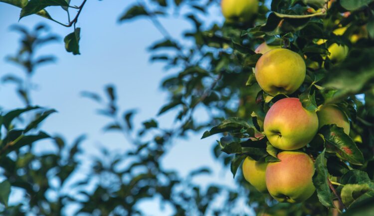 Jakie zalety ma sadzenie jabłoni 'Idared'?