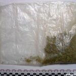 Fot. KMP Zielona Góra