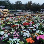 Jak zielonogórzanie zdobią groby najbliższych? [SONDA] Radio Zachód - Lubuskie