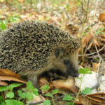 fot. Paweł Mrowiński