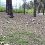 fot: parkrun Zielona Góra