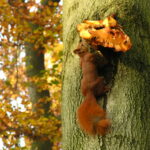 fot. Paweł Mrowiński