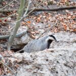 fot. Paweł Mrowiński