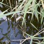 fot. Bartosz Schaefer