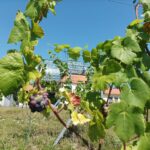 Zielonogórskie winorośle, fot. Jakub Mielcarz