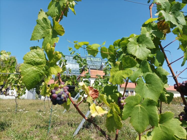 Zielonogórskie winorośle, fot. Jakub Mielcarz