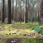 Las w zielonogórskiej Ochli, fot. Jakub Mielcarz