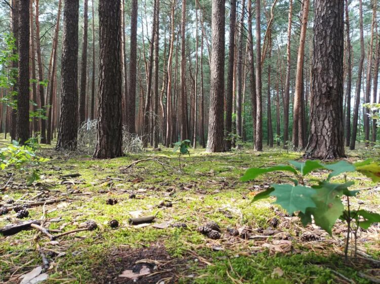 Las w zielonogórskiej Ochli, fot. Jakub Mielcarz