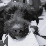 Biuro Ochrony Zwierząt