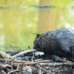 fot: Paweł Mrowiński