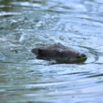 fot: Paweł Mrowiński