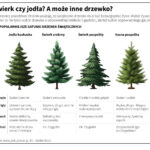 Akcja „Choinka” w lasach Radio Zachód - Lubuskie