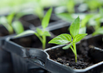 Chili pepper seedlings grown indoors for vegetable garden - Capsicum annuum.