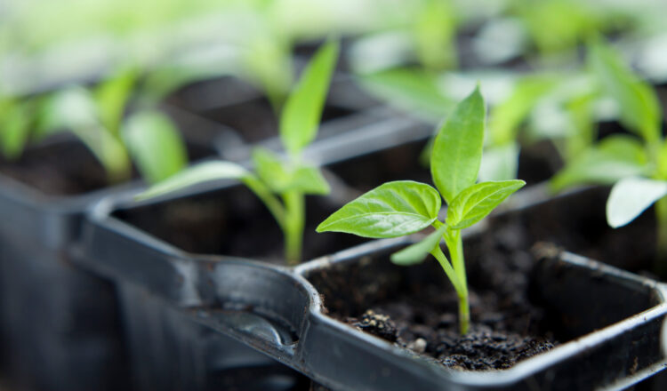 Chili pepper seedlings grown indoors for vegetable garden - Capsicum annuum.