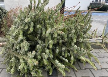 fot. Aurelia Adaszyńska