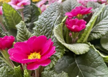 fot. Aurelia Adaszyńska