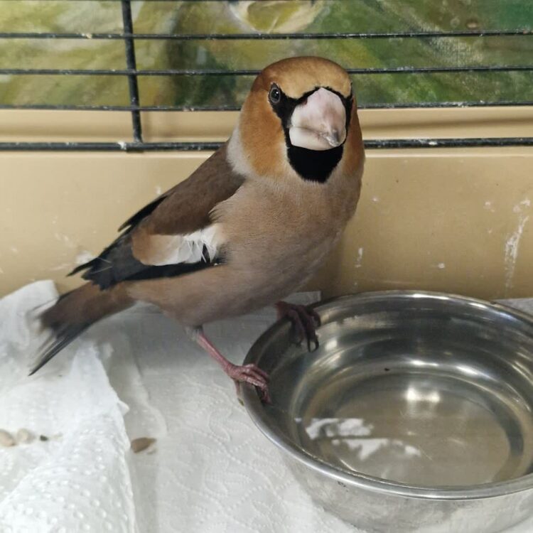 archiwum Ptasiego Azylu