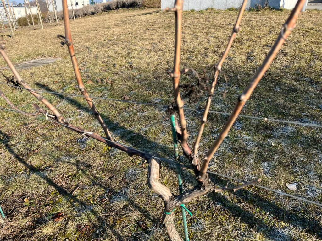 Fot. Jakub Mielcarz/archiwum Winnicy Pod Lipą