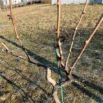 Fot. Jakub Mielcarz/archiwum Winnicy Pod Lipą