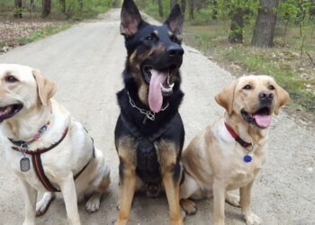 fot archiwum: LGTK sprzątanie psów