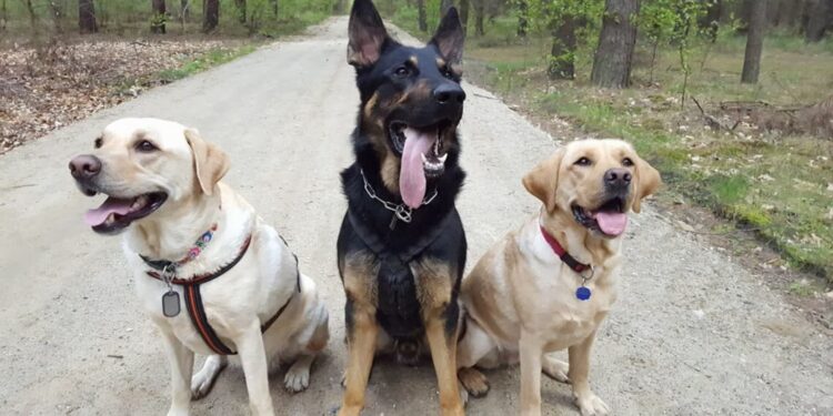 fot archiwum: LGTK sprzątanie psów