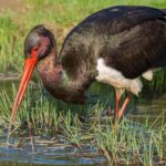 Bocian czarny, fot. Marek R. Swadzba, Shutterstock