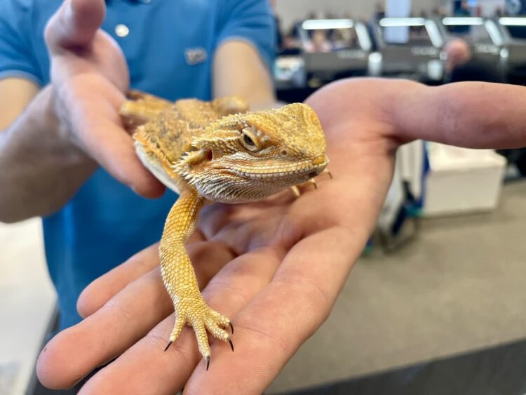 fot. Aurelia Adaszyńska