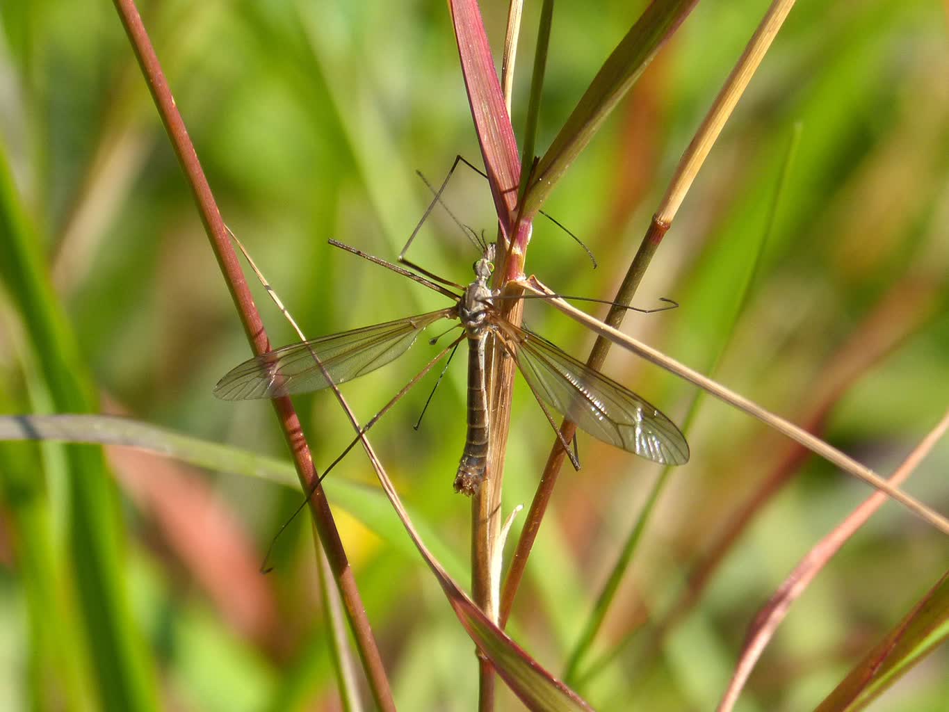 Opryski przeciwko komarom po długim weekendzie