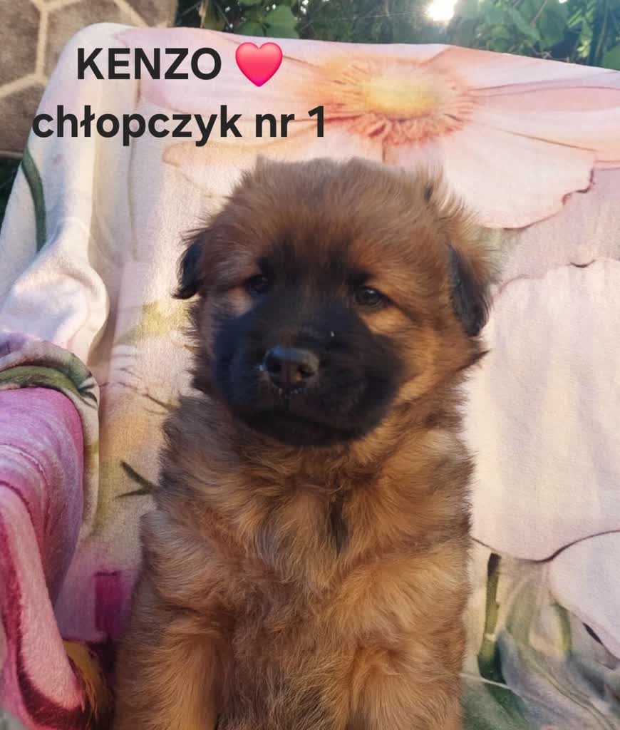 Siedmiu wspaniałych – Z Izą wśród zwierząt – adopciaki