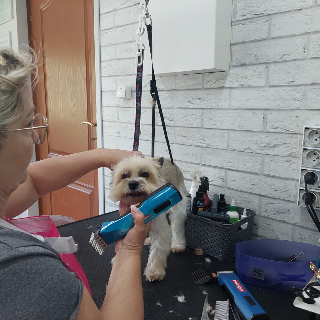 Z wizytą u groomera