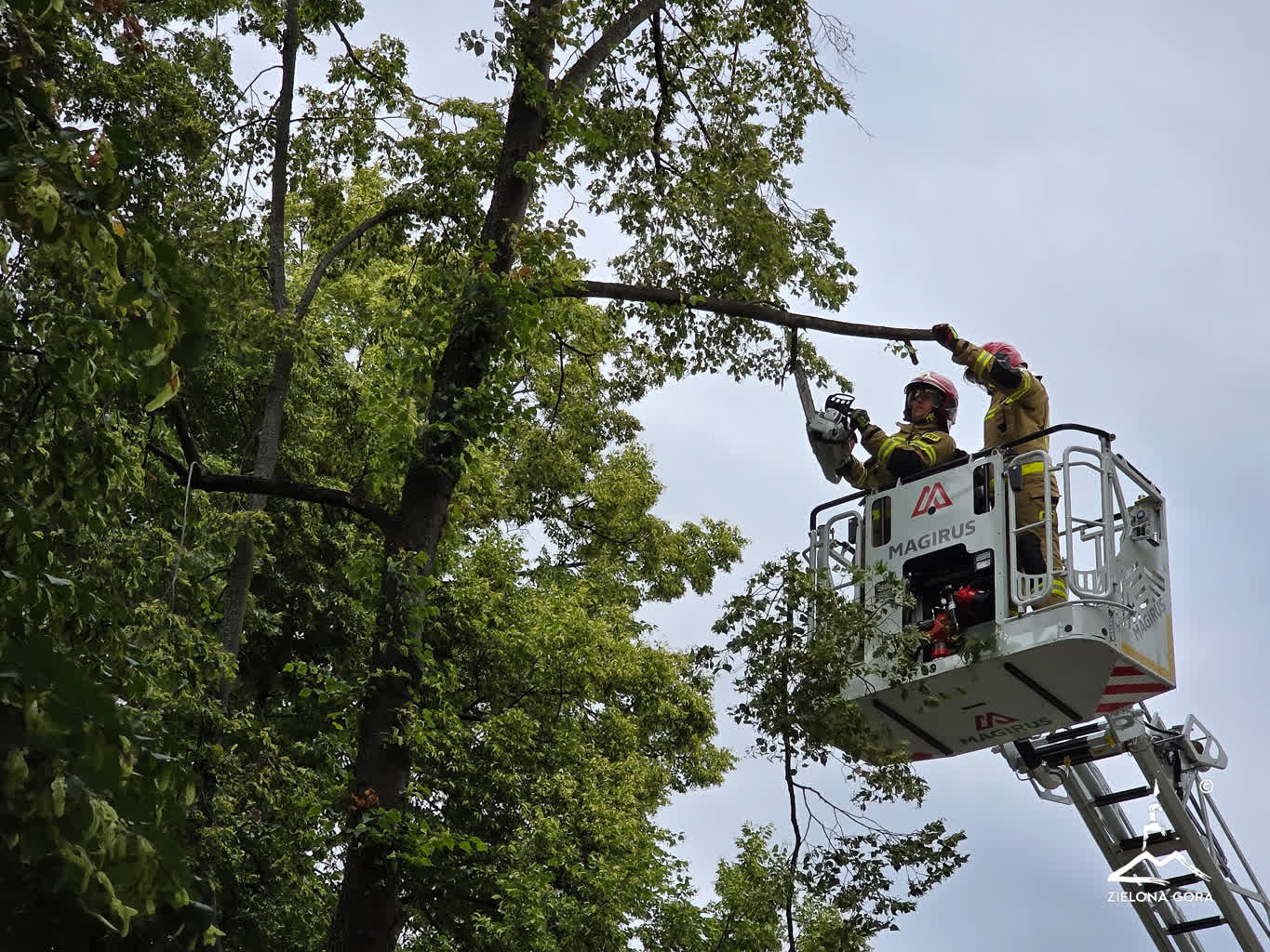 Drzewa pod lupą zielonogórskich urzędników
