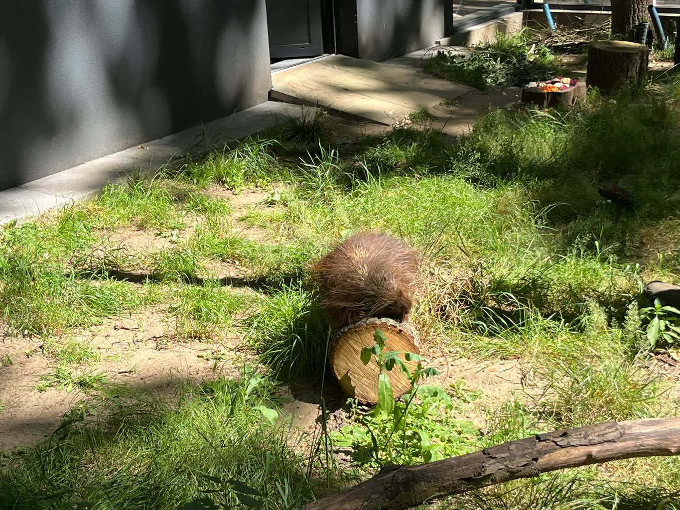 Nowy mieszkaniec w Mini Zoo – oko mieszkańców będzie cieszyć „Igiełka”