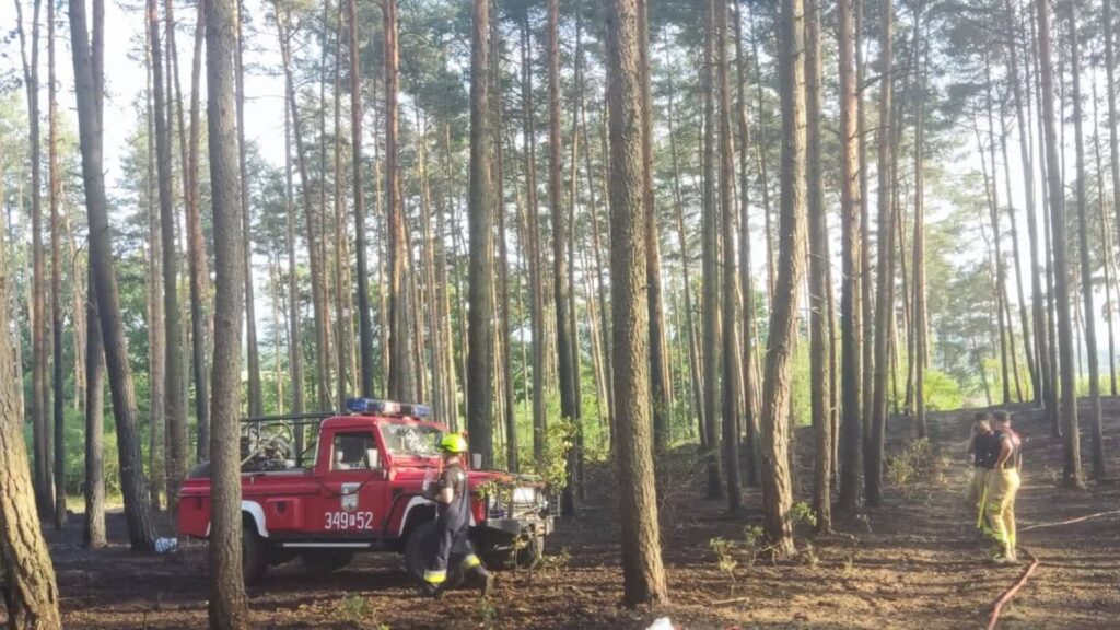 Fot. Regionalna Dyrekcja Lasów Państwowych w Zielonej Górze/FB