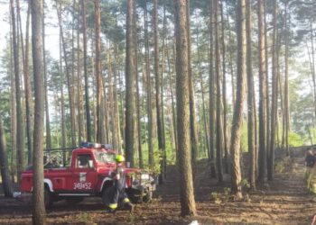 Fot. Regionalna Dyrekcja Lasów Państwowych w Zielonej Górze/FB