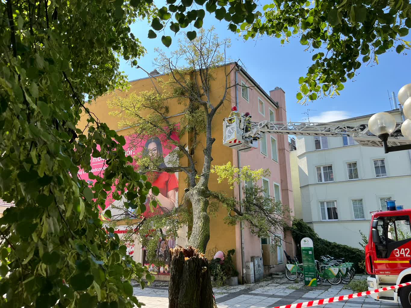 Miasto przeprowadzi ekspertyzy drzew rosnących na deptaku