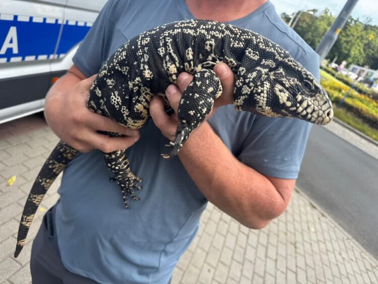 fot. KMP w Zielonej Górze/Facebook